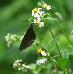 Euploea midamus