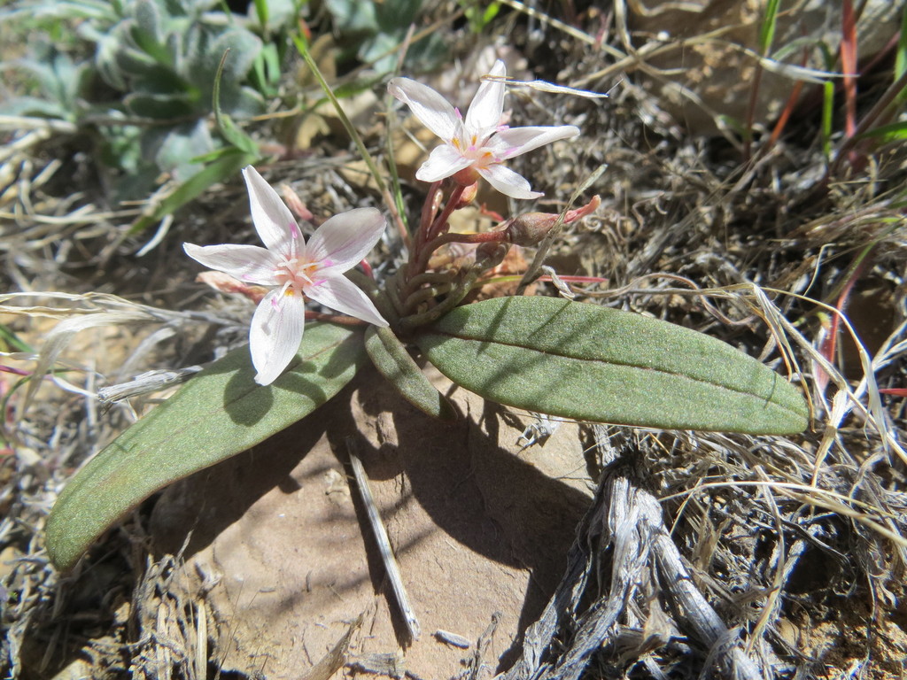 Panamint Springbeauty