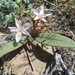 Claytonia panamintensis - Photo (c) Thomas Stoughton, algunos derechos reservados (CC BY-NC), subido por Thomas Stoughton