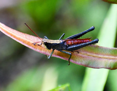 Maculiparia rotundata