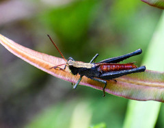 Maculiparia rotundata