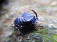 Phanaeus endymion