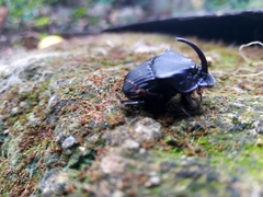 Phanaeus endymion