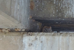 Tyto alba poensis