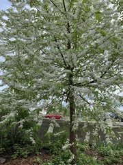 Magnoliopsida
