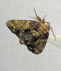 Chytonix palliatricula
