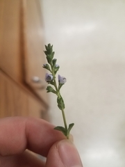 Veronica serpyllifolia
