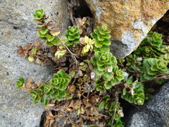 Veronica hookeriana