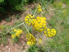 Ferula glauca