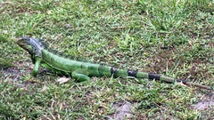 Iguana iguana