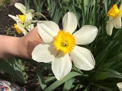 Narcissus × incomparabilis