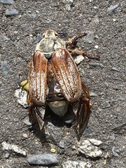 Melolontha melolontha