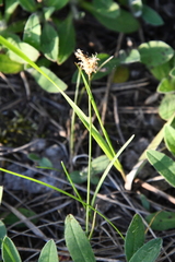 Carex praecox