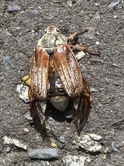 Melolontha melolontha