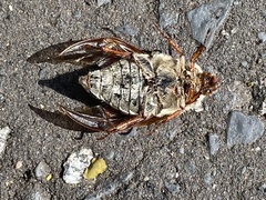 Melolontha melolontha