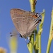 Soapberry Hairstreak - Photo (c) billbeck001, some rights reserved (CC BY-NC)