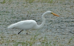 Ardea alba melanorhynchos