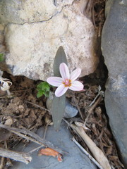 Claytonia peirsonii