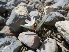Claytonia peirsonii