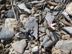 Claytonia peirsonii