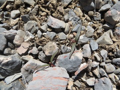 Claytonia peirsonii