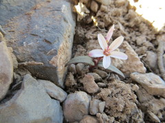 Claytonia peirsonii