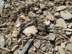 Claytonia peirsonii