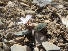 Claytonia peirsonii