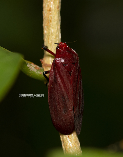 Maxantonia rubescens