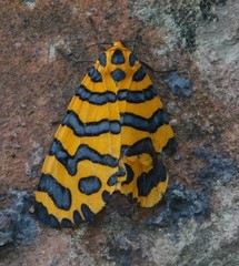 Amphicallia bellatrix