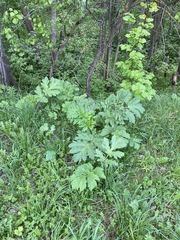 Heracleum sosnowskyi