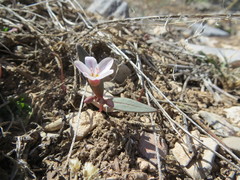 Claytonia peirsonii