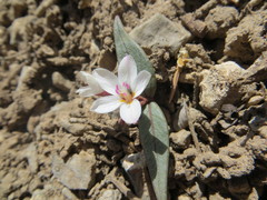 Claytonia peirsonii