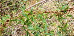 Billardiera cymosa