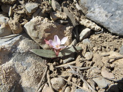 Claytonia peirsonii