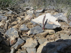 Claytonia peirsonii