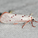 Speckled Lactura - Photo (c) Royal Tyler, some rights reserved (CC BY-NC-SA), uploaded by Royal Tyler