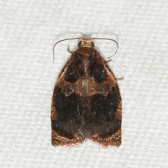 Archips infumatana