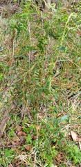 Billardiera cymosa