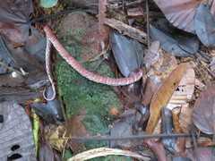 Atractus typhon