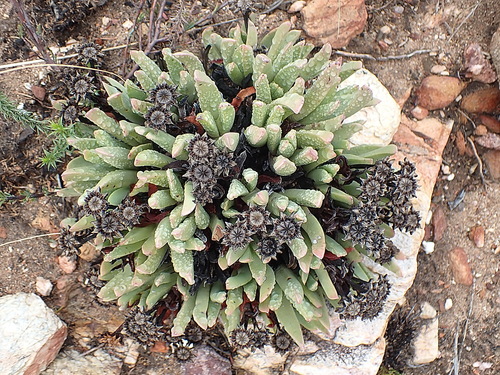 Image of Machairophyllum albidum by no rights reserved