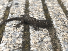 Tarentola delalandii