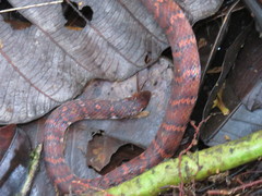 Atractus typhon