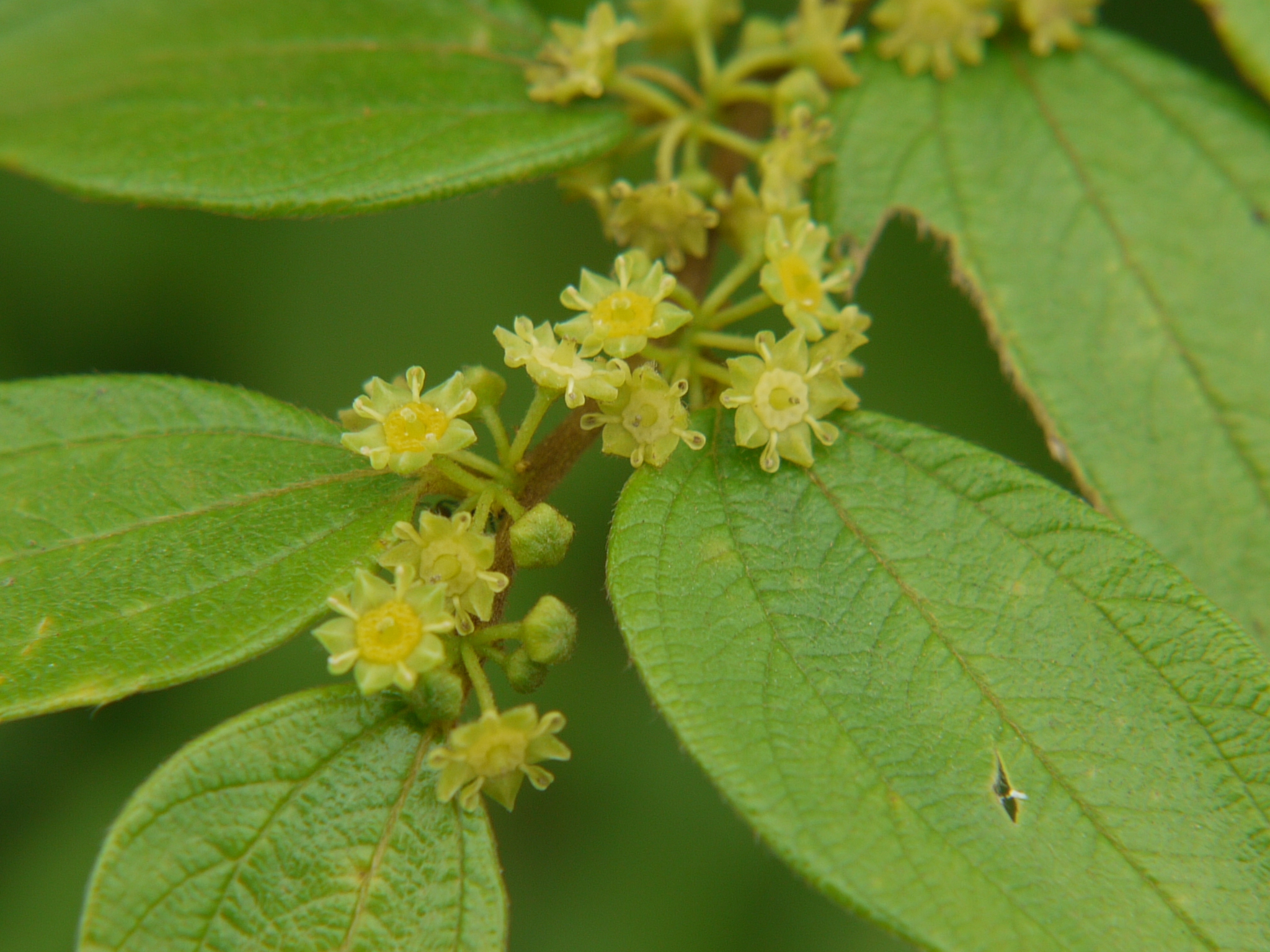 Ziziphus oenopolia (L.) Mill.