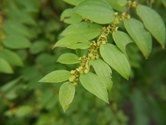 Ziziphus oenopolia