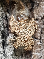 Pterygota