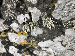 Ramalina siliquosa