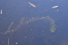 Utricularia australis