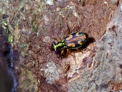 Pericalus depressus