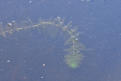 Utricularia australis